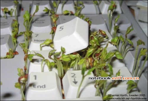 ��������Χ���� DIY��ǰ����ֲ�����ͼƬ����,ͼ6-ZOL�йش����ߵ�6��