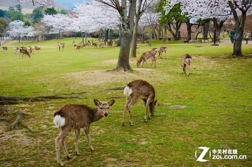 大C游世界 漫步日本奈良公园与鹿共舞
