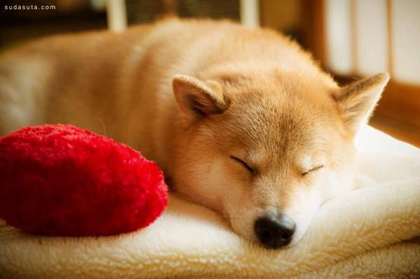 融化内心 治愈系萌犬摄影作品欣赏_佳能 5D M