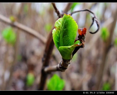 Fujifilm X-S1镜头下的初春