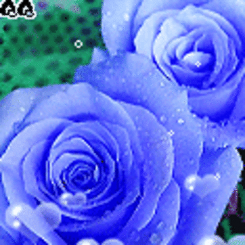 壁纸 花 花束 鲜花 桌面 501_501 gif 动态图 动图