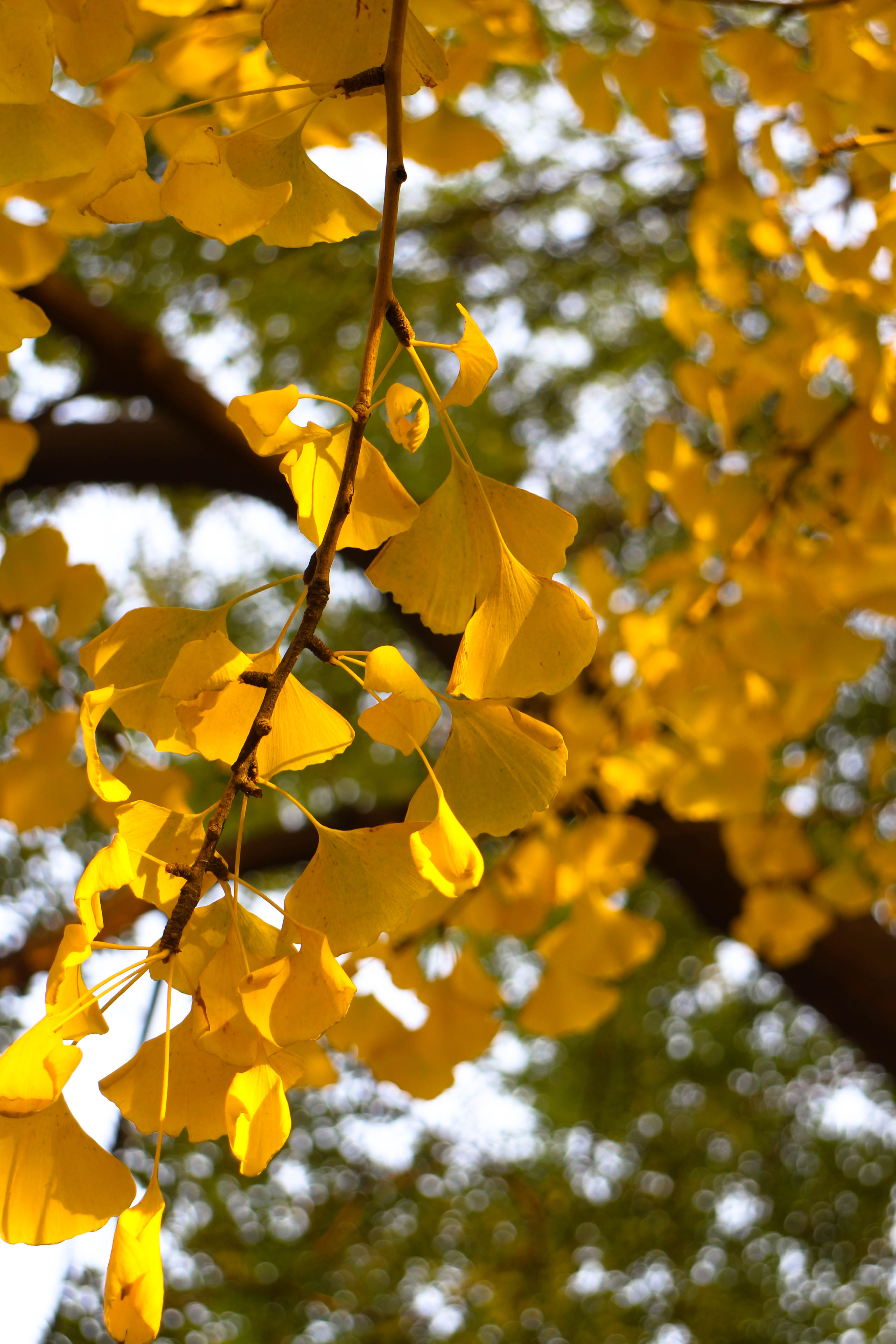 唯美生活用高画质记录 佳能eos m酷拍生活