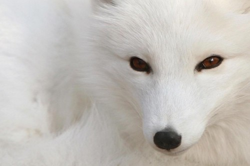 "狐狸"代言?首款神鬼页游《斩魔》首发 原创