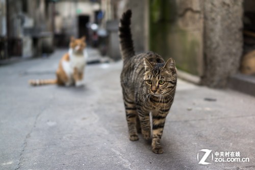 35mm���е��Ϻ� ȫ�������ᡰ�ڿ���RX1 