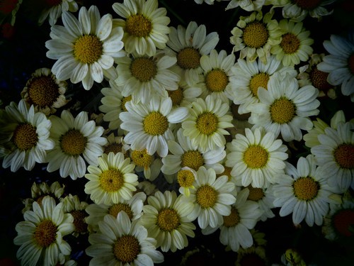 洴Ӱ PowerShot Nٱ 