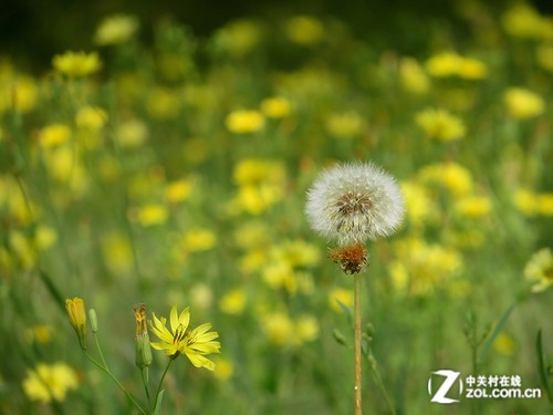 ����ӡ�� ���ܡ�����������SX275 HS���� 
