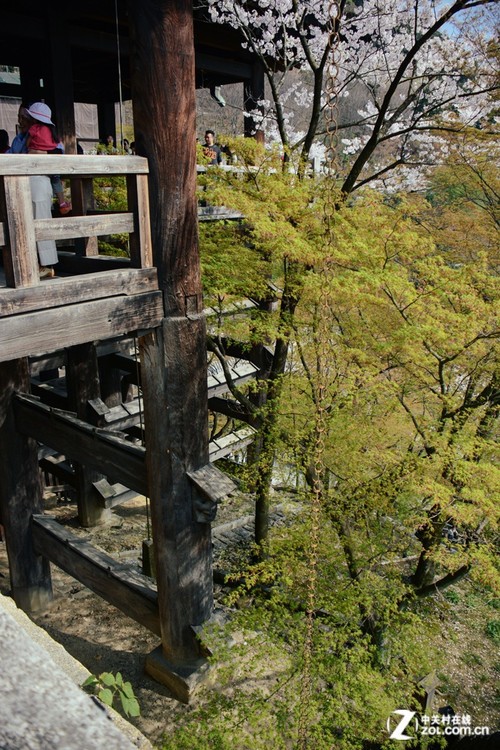 大C游世界 樱花季漫步日本京都清水寺