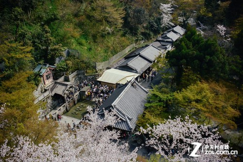 大C游世界 樱花季漫步日本京都清水寺