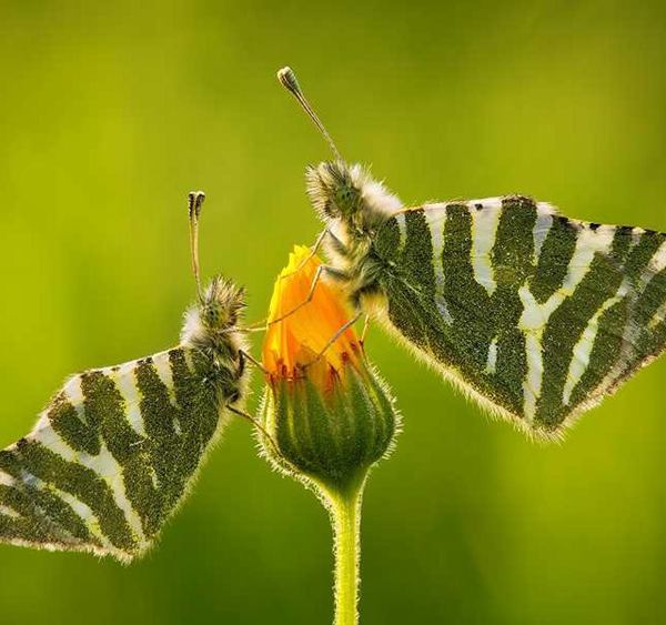 解密自然奥秘 超惊叹微距摄影作品欣赏