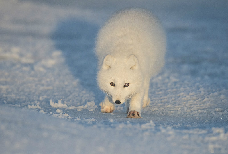 极限环境抓拍生动一刻 冰天雪地北极狐