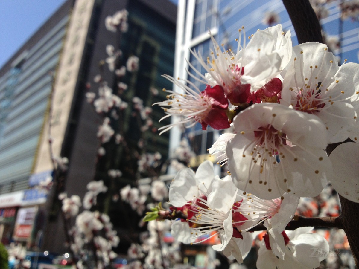 【高清图】 苹果(apple)iphone 4s(16gb)样张秀 图216