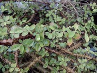 vivo S7 2012��(ȫ��ͨ��������7