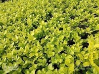 ����15��ȫ��ͨ��������1