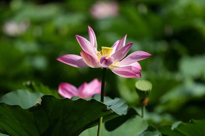 ܣCanonEF 70-200mm f/2.8L USM ͷ Զ佹ͷ 70200С