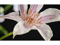 С��17 Pro��12GB/256GB��������5