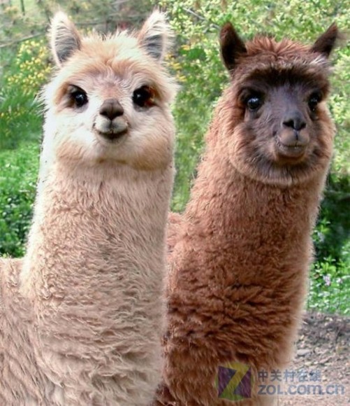 看看囧不死你 见你前所未见的神兽羊驼