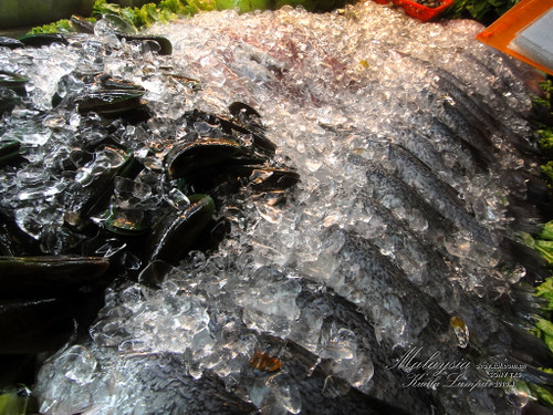 ����TX5������������ 