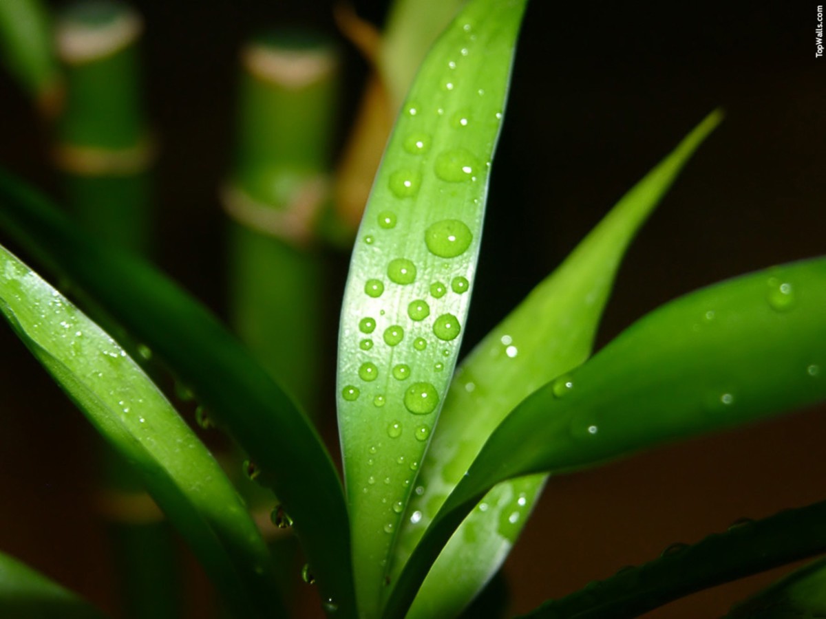 【高清图】 设计师必备 绿色新世界清爽素材赏析图2