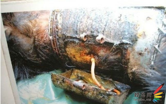 惨不忍睹的黑熊胆汁提取