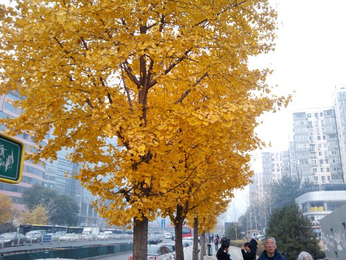 ����������� iPhone 4S/С��/N9���նԱ� 