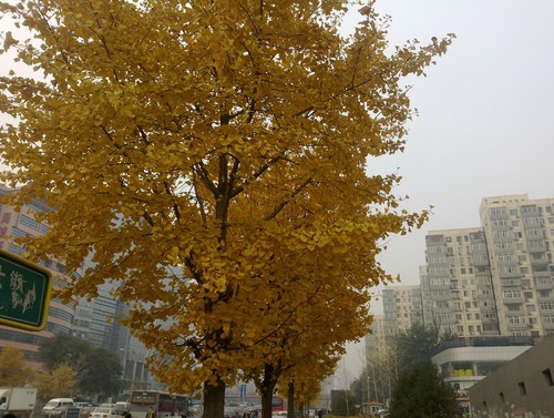 ����������� iPhone 4S/С��/N9���նԱ� 