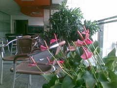 200������������� ŵ8800Sirocco���� 