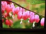 亮牌P7.62室内模块全彩