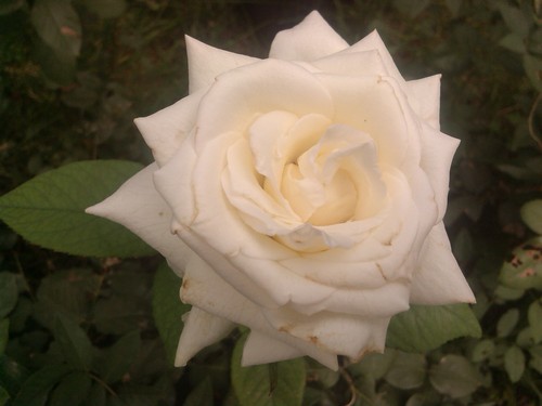 4Ӣ�縴��ICSϵͳ ʱ�����ι���T638���� 